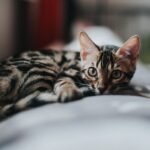 10 dažniausiai ieškomų klausimų apie kates